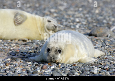 Zwei graue Dichtung Babys am Strand (Halichoerus Grypus) Stockfoto