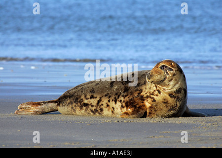 Weibliche graue Dichtung liegen am Strand unter der Sonne (Halichoerus Grypus) Stockfoto