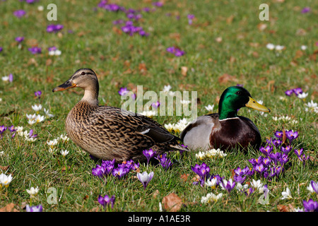 Männliche und weibliche Stockente auf einer blühenden Krokus-Wiese (Anas Platyrhynchos) Stockfoto