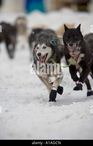USA Alaska Anchorage Schlittenhunde laufen durch Schnee 4th Avenue hinunter zu Beginn des Jahres 2005 Hundeschlittenrennen Iditarod Stockfoto