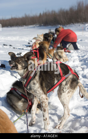 USA Alaska Schlitten Hund bellt bei Teamkollege in der Nachmittagssonne auf Trail 20 Meilen östlich sled von Nikolai in 2005 Iditarod Hunderennen Stockfoto