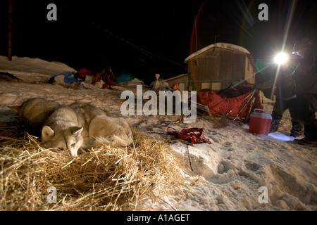 USA Alaska Takotna Siberian Husky Hund in Karen Ramsteads Team stützt sich auf Heu bei Takotna checkpoint Stockfoto