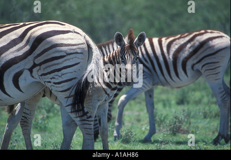 Burchells Zebra Pony Equus Burchelli zwischen Erwachsenen Etohsa Nationalpark Namibia Afrika Stockfoto