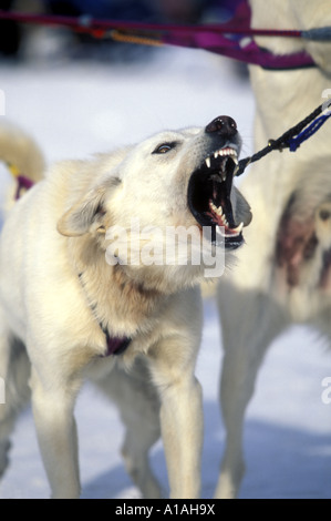 USA Alaska Hund bellt downtown Anchorage Startlinie des Iditarod Sled Dog race Stockfoto