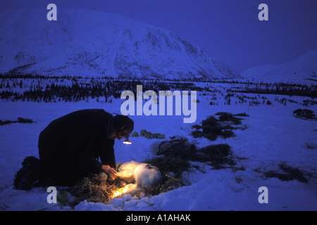 USA Alaska Musher neigt für Hunde-Team vor der Morgendämmerung am Rainy Pass Checkpoint während Hundeschlittenrennen Iditarod Stockfoto