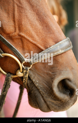 Pferde-Nase und Mund tragen Zaum Stockfoto