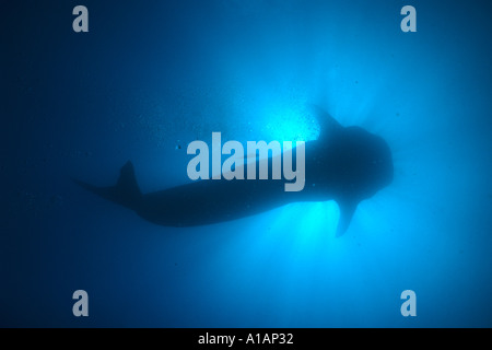 Juvenille Walhai Rhincodon Typus schwimmen Overhead Darwin Insel Galapagosinseln Pazifik Stockfoto