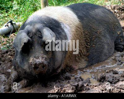 Ein rosa und schwarzen Kune Kkune Schwein im Schlamm Stockfoto