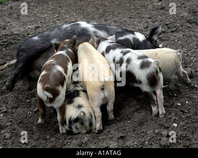 Eine Gruppe von verschiedenen farbigen Ferkel gesäugt. Stockfoto