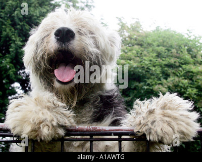 Ein Porträt von eine alte englische Schäferhund - bei Gill Harwood Old English Sheepdog Rescue genommen. Stockfoto
