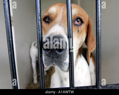 Ein Hund wartet zu vermieten. Stockfoto