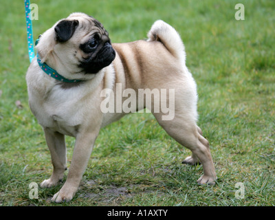 Ein Mops auf einem Lead Blick hinter. Stockfoto