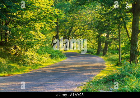 Sonne durch die Bäume die Linie ein Feldweg, geschwungene Landstraße umgeben von grünen Bäumen in der Sonne am Abend, Stockfoto