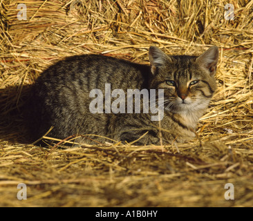 BAUERNHOF KATZE / NEBRASKA Stockfoto