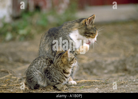 BAUERNHOF KATZEN Stockfoto