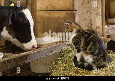 SCHEUNE KATZEN MIT KALB / PENNSYLVANIA Stockfoto