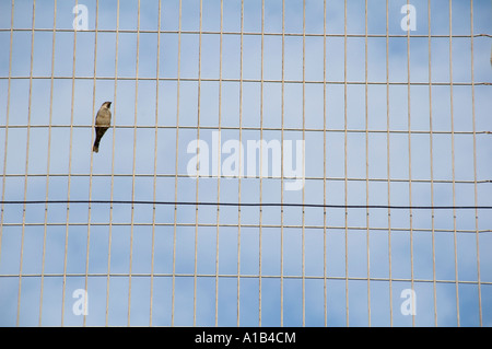 Einsamer Vogel sitzend auf Metallzäune Stockfoto