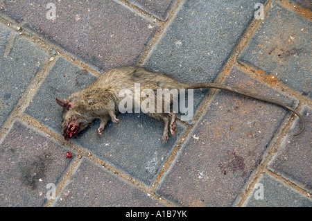 Tote Ratte auf Bürgersteig Stockfoto