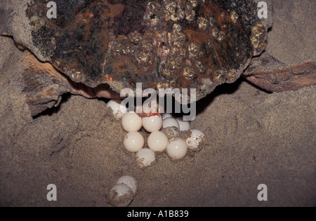 ku2992. UNECHTE MEERESSCHILDKRÖTE Caretta Caretta Verlegung Eiern ON BEACH FLORIDA USA Atlantik. Foto Copyright Brandon Cole Stockfoto