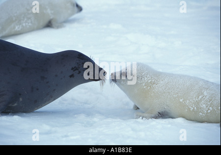 ll5385. SATTELROBBEN Phoca Groenlandica Mutter und Welpe MAGDALEN ISLANDS, Kanada. ATLANTISCHEN OZEAN. Foto Copyright Brandon Col Stockfoto