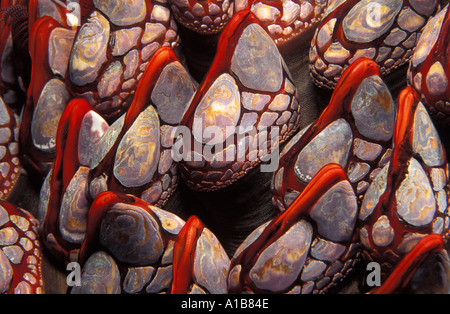 GOOSENECK RANKENFUßKREBSE Pollicipes Polymerus BRITISH COLUMBIA Kanada Pazifik. Foto Copyright Brandon Cole Stockfoto