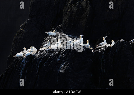 Basstölpel (Phoca vitulina) auf einem Fels von Little Skellig, skelligs Inseln, Irland Stockfoto