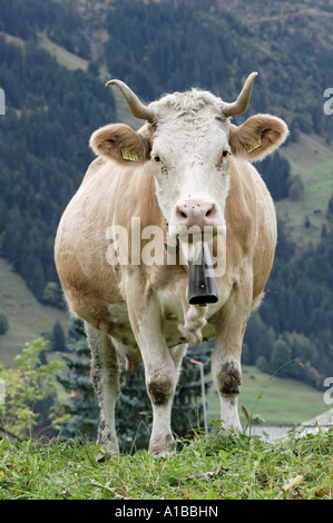 Kuh auf einer Weide in Grindelwald, Bern, Schweiz Stockfoto