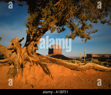 Sandstein-Butte, eingerahmt in die Äste eines Baumes im Monument Valley, Utah und Arizona Grenzen, USA Stockfoto