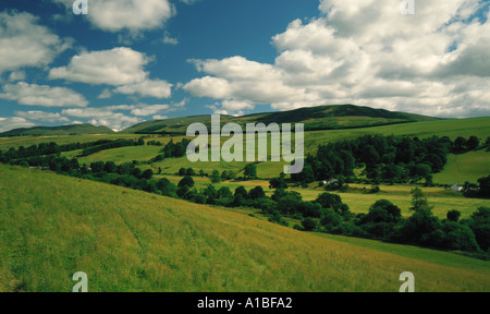 Grünen saftigen Wiesen, Wälder und niedrigen Hügel im Annandale-Tal in der Nähe von Moffat Grenzregion von Schottland, Vereinigtes Königreich Stockfoto