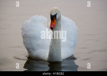 Höckerschwan Cygnus Olur Alleinstehenden auf See Kopf auf Anzeige Lancs UK Stockfoto