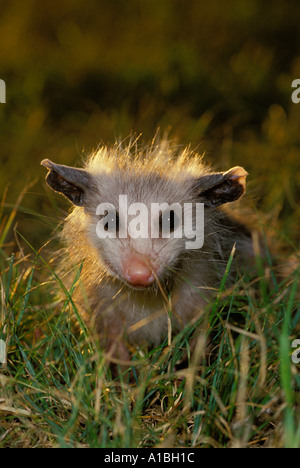 Jungen Baby Opossum in Halo des späten Nachmittags Licht stehend Gras Rasen, Missouri USA Stockfoto