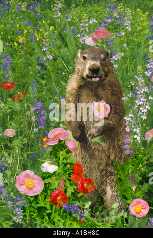Lustige Schädlinge: Waldschwein oder Murmeltier, Marmota monax, stehend im Mohnfeld und isst eine Blume Missouri USA Stockfoto