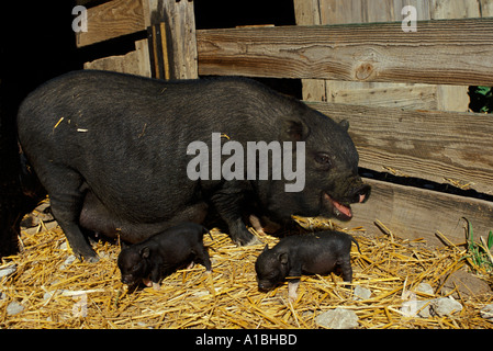 Hängebauchschwein-Mutter, die angezeigt wird, zu lachen und zwei Babys in Hof, Midwest USA Stockfoto