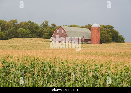 Alte Scheune mit Backstein-Silo im Mais Feld ländlichen Minnesota Stockfoto