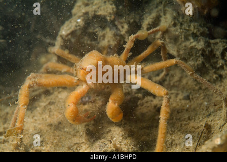 Ein Skorpion-Seespinne (Inachos Dorsettensis) Unterwasser in der Nacht. Stockfoto