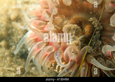Dahlie Anemone Urticina Felina Stockfoto
