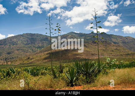 Sisal (Agave Sisalana) Plantage in Pare Berge, Tansania, Afrika Stockfoto