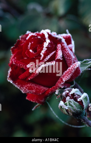 Rosa Ingrid Bergman Stockfoto