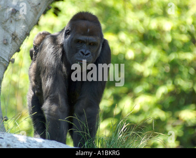 Eine weibliche Silverback Gorilla mit Baby auf dem Rücken in Gefangenschaft Stockfoto