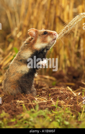 gemeinsamen Hamster schwarzbäuchigen Hamster an Spike / Cricetus Cricetus Stockfoto