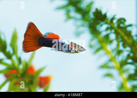 Guppy / Lebistes Reticulatus Poecilia Reticulata Stockfoto