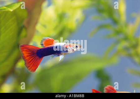 Guppy, Millionenfisch (Poecilia Reticulata), Männchen unter Wasser Stockfoto