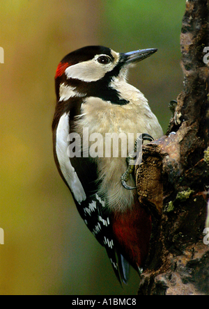 Größere Spotted Woodpecker / Dendrocopus major Stockfoto