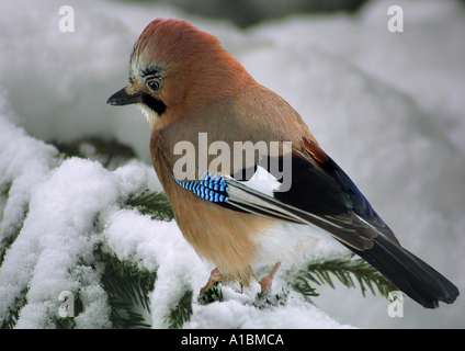 Jay auf verschneiten Ast / Garrulus Glandarius Stockfoto