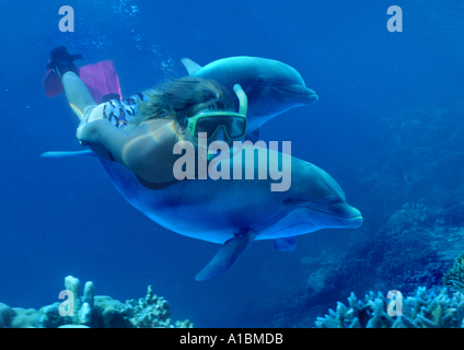 Diverschwimmen mit zwei Großen Tümmler (Tursiops trunkatus) Digitales Komponieren Stockfoto