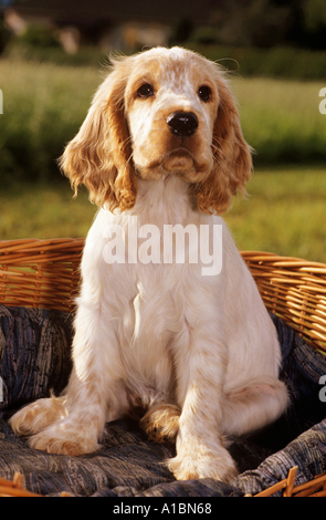 junge Cocker Spaniel - in Korb Stockfoto