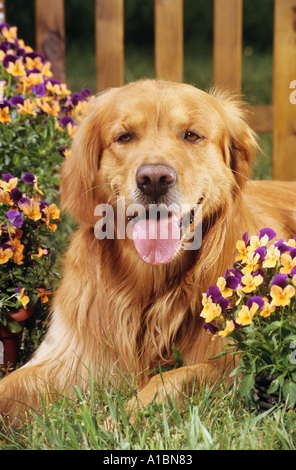 Golden Retriever - liegen zwischen Blumen Stockfoto