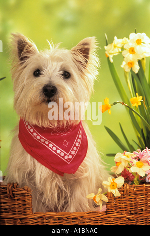 West Higland White Terrier - neben Frühlingsblumen Stockfoto