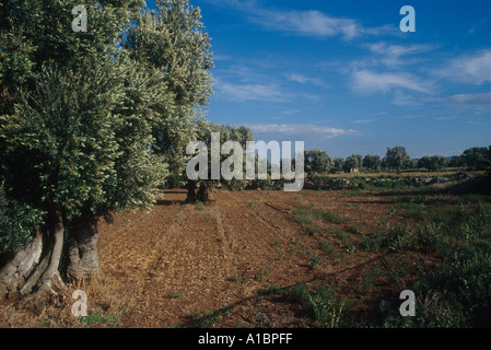 Olivenhain, Puglia. Stockfoto