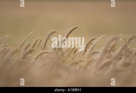 Goldene Weizenfeld erntereif, Oxfordshire, England, UK, Sommer Stockfoto